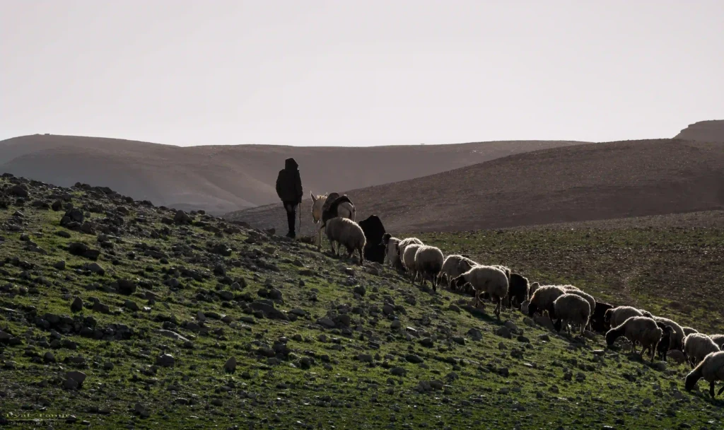 עדר כבשים במסלול במדבר יהודה